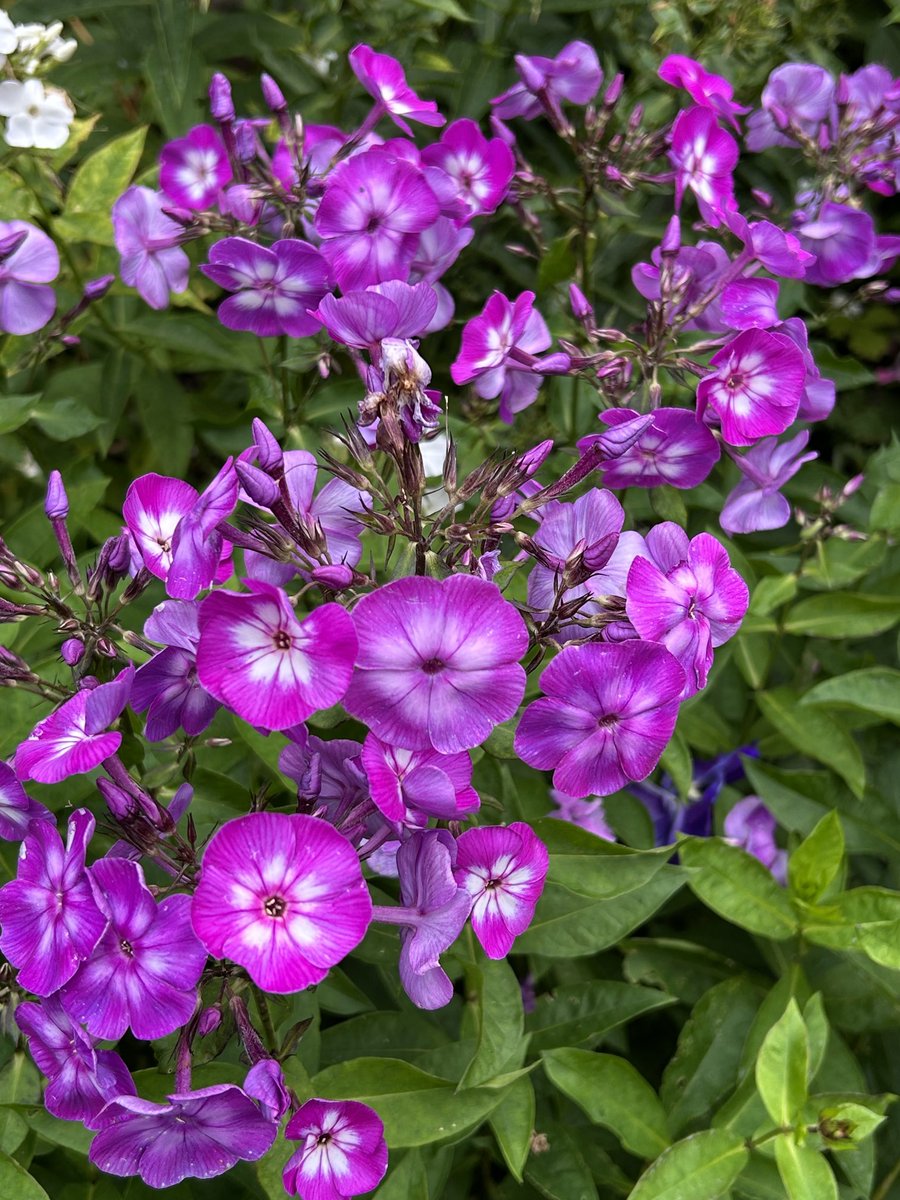 HelenMSimpson26's tweet image. Phlox, one of my absolute summer favourites. Have a great day. #MagentaMonday