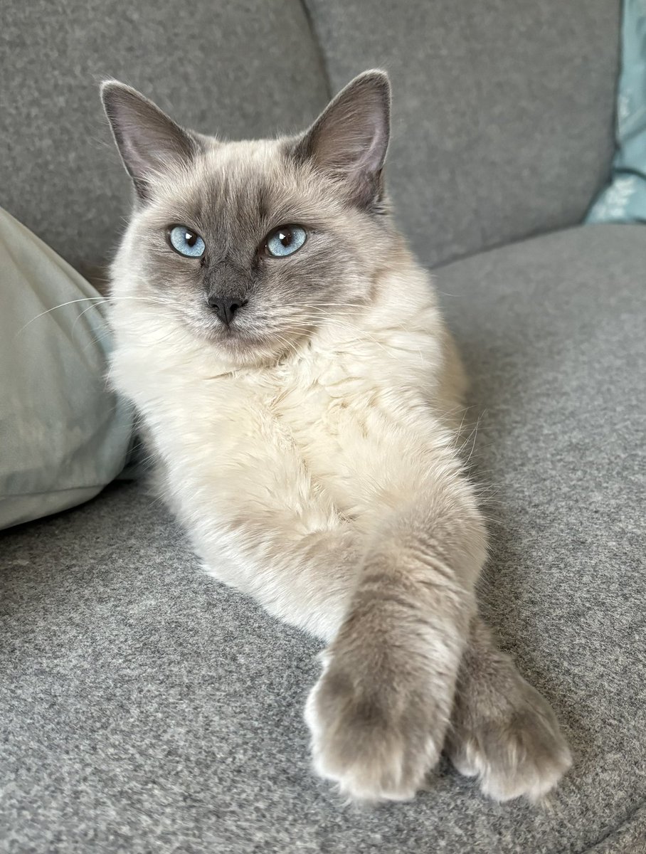 This beautiful creature is 1 year old today 😍 #CatsOfTwitter #cats