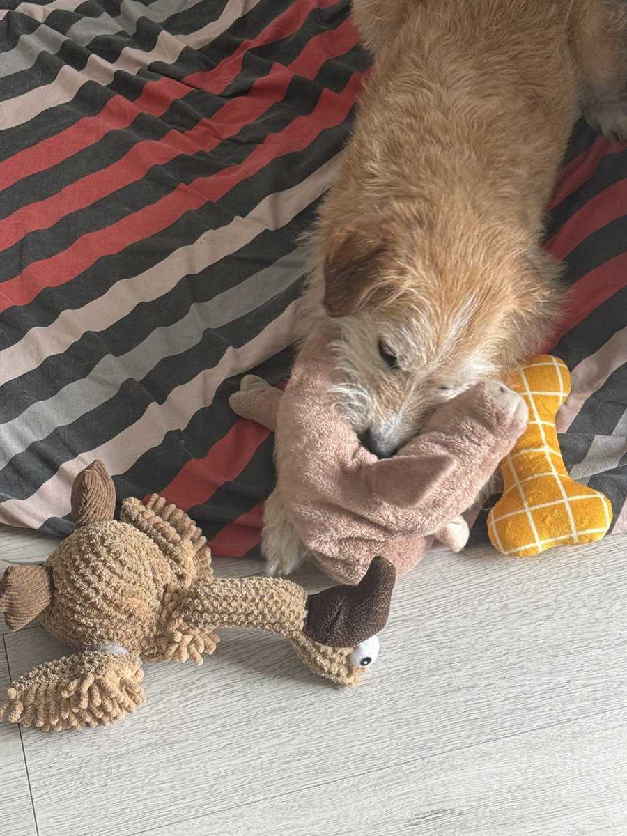 EvaMaria5355's tweet image. Einen wunderschönen guten Morgen 🤗
Ich hoffe ihr habt gut geschlafen und freut euch auf den Tag !
Gestern habe ich total durchnässt und wütend den Abendspaziergang mit den Hunden gemacht. Bis ich mir dann irgendwann dachte..…
“Du kannst jetzt weiterhin genervt und wütend sein…