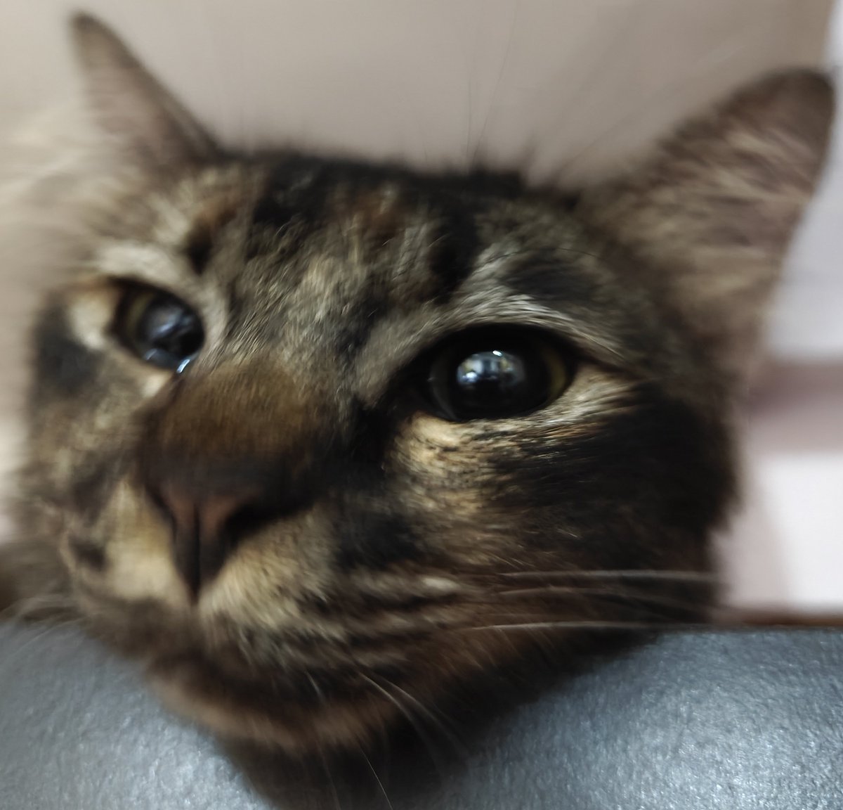 ninashakirax's tweet image. Me checking Coco &amp;amp; Tiki&apos;s bill:
