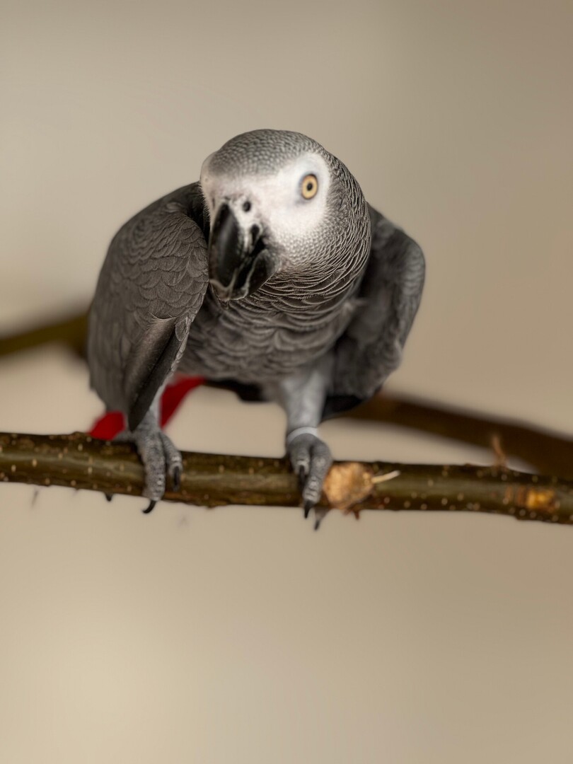 vigipets's tweet image. 🟠 Perroquet Gris du Gabon perdu le 19/07/2025 à Brécé (35530).
Eve / Âge : 4 an(s) / Femelle / Identifié(e) : Oui

☎️ 0633369220
📧  rozenn@cogito.tel

#VigiPets #NACperdu #NACtrouve #NAC #perdu #trouve