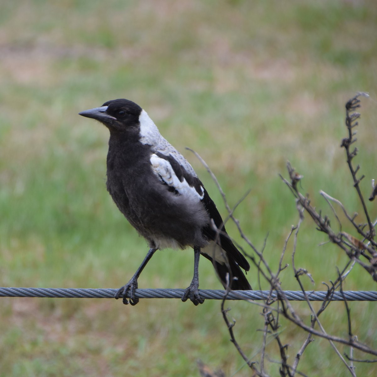 magpies