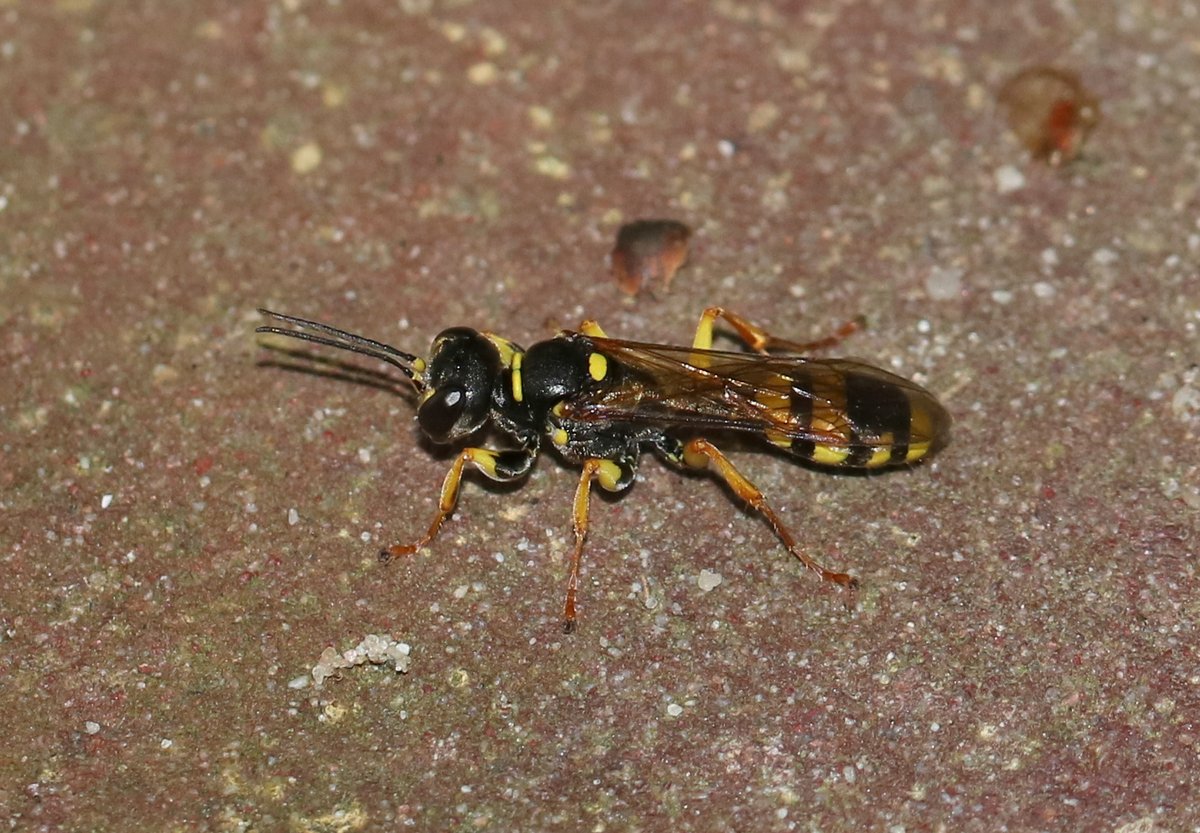Karin_B_E's tweet image. Deze 2 graafwespen van vorige week doen geen vlieg, eh, mens kwaad!

#GewoneVliegendoder
#GroteSnuittordoder

#insectenopdeboerderij #wiekijktdieziet 🐝