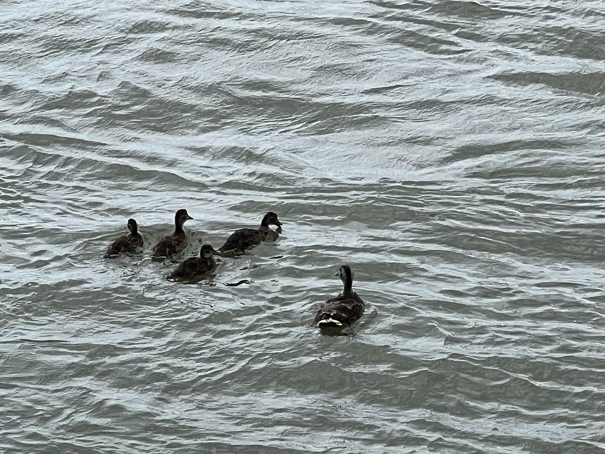 Moeders met kroost stroomopwaarts op rivier de #Waal 🦆