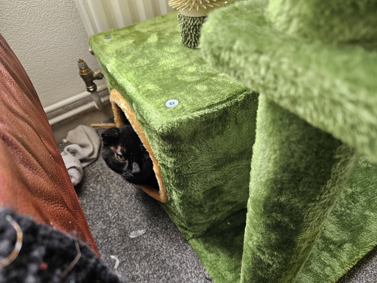 HurricaneHam's tweet image. Hes in a different cat treee!