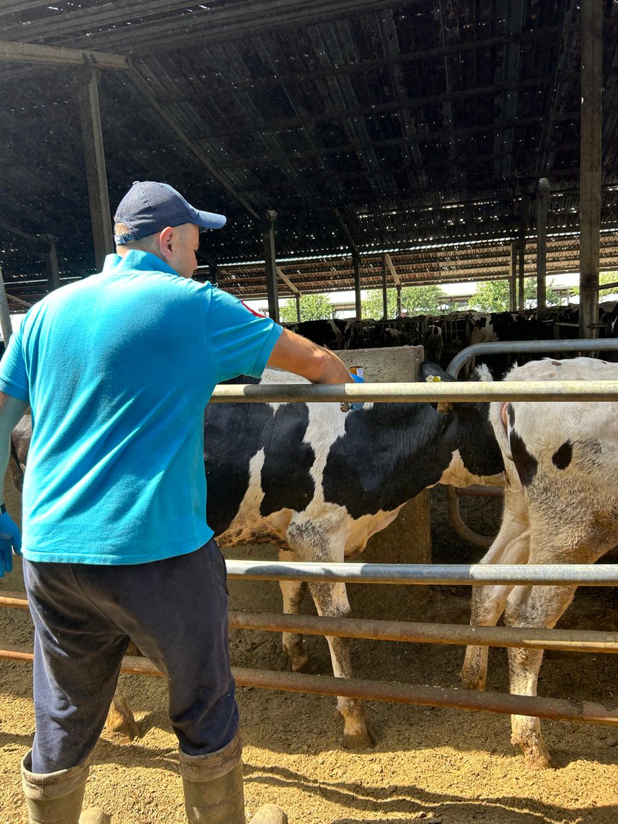 🛡️ Hayrabolu’da Şap Hastalığına Karşı Koruyucu Aşılama Başladı! 🐄💉

Tekirdağ İl Müdürlüğü koordinasyonunda, Trakya'nın hastalıktan arilik statüsünü korumak amacıyla son dönemde ülkemizde görülen SAT-1 varyantı Şap hastalığına karşı hayvan sağlığı ekiplerimiz Hayrabolu’da