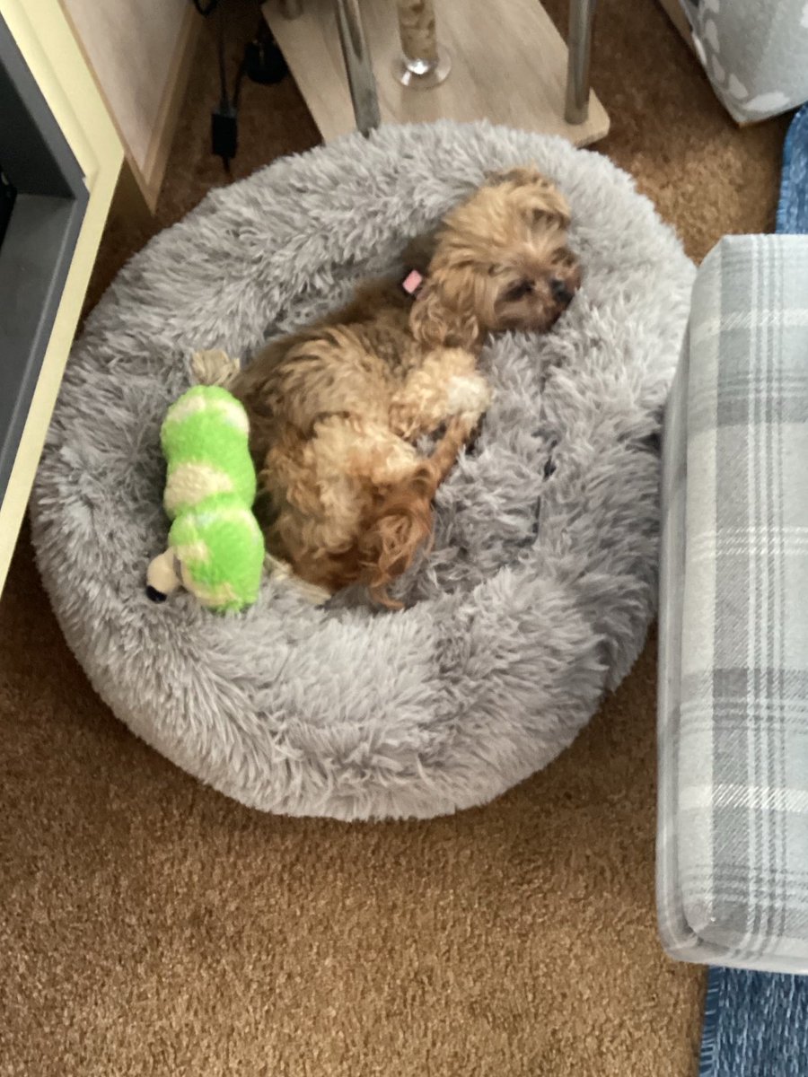 Our little Gemma 16 years ago &amp; today.