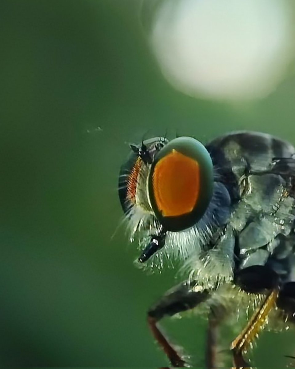 Rajeevprpr's tweet image. Macro Magic
Mobile photography 
#ShotOnSnapdragon 
#photooftheday @Snapdragon @Snapdragon_UK @Snapdragon_IN