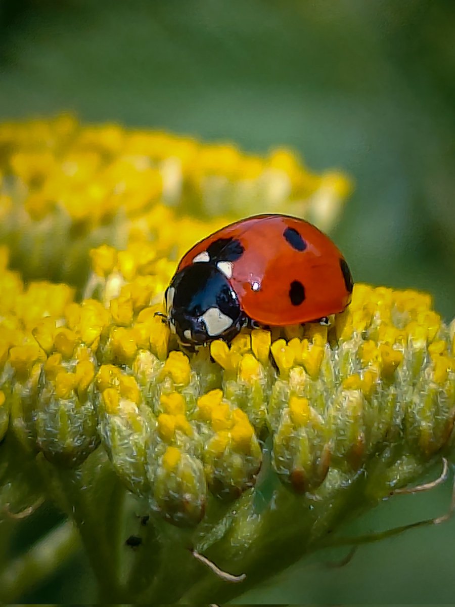 Rajeevprpr's tweet image. Macro Magic
Mobile photography 
#ShotOnSnapdragon 
#photooftheday @Snapdragon @Snapdragon_UK @Snapdragon_IN