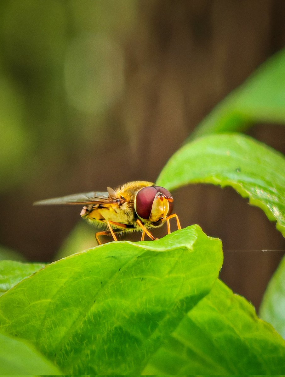 Rajeevprpr's tweet image. Macro Magic
Mobile photography 
#ShotOnSnapdragon 
#photooftheday @Snapdragon @Snapdragon_UK @Snapdragon_IN