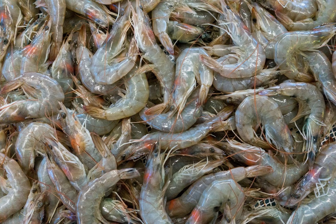 GDNonline's tweet image. Bahrain’s annual seasonal shrimping ban will be lifted from Friday (Aug 1), the Supreme Council for Environment announced today.

The ban started on February 1, as part of efforts to protect marine resources.

The government agency further urged fishermen to adhere to local laws…