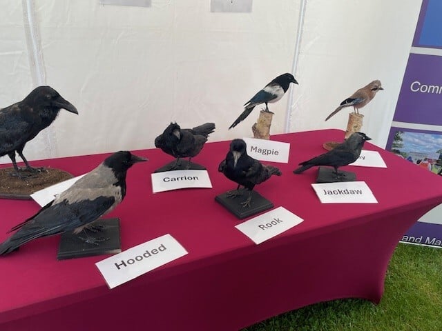 ScotCountryside's tweet image. Do you know your crows?
We popped in to see our friends from @sumgroupuk at the #BorderUnionShow in Kelso last weekend. Great interactive displays for the youngsters & the grown-ups to! The group are doing some great work educating people on moorland management.
#LearnOnTheLand