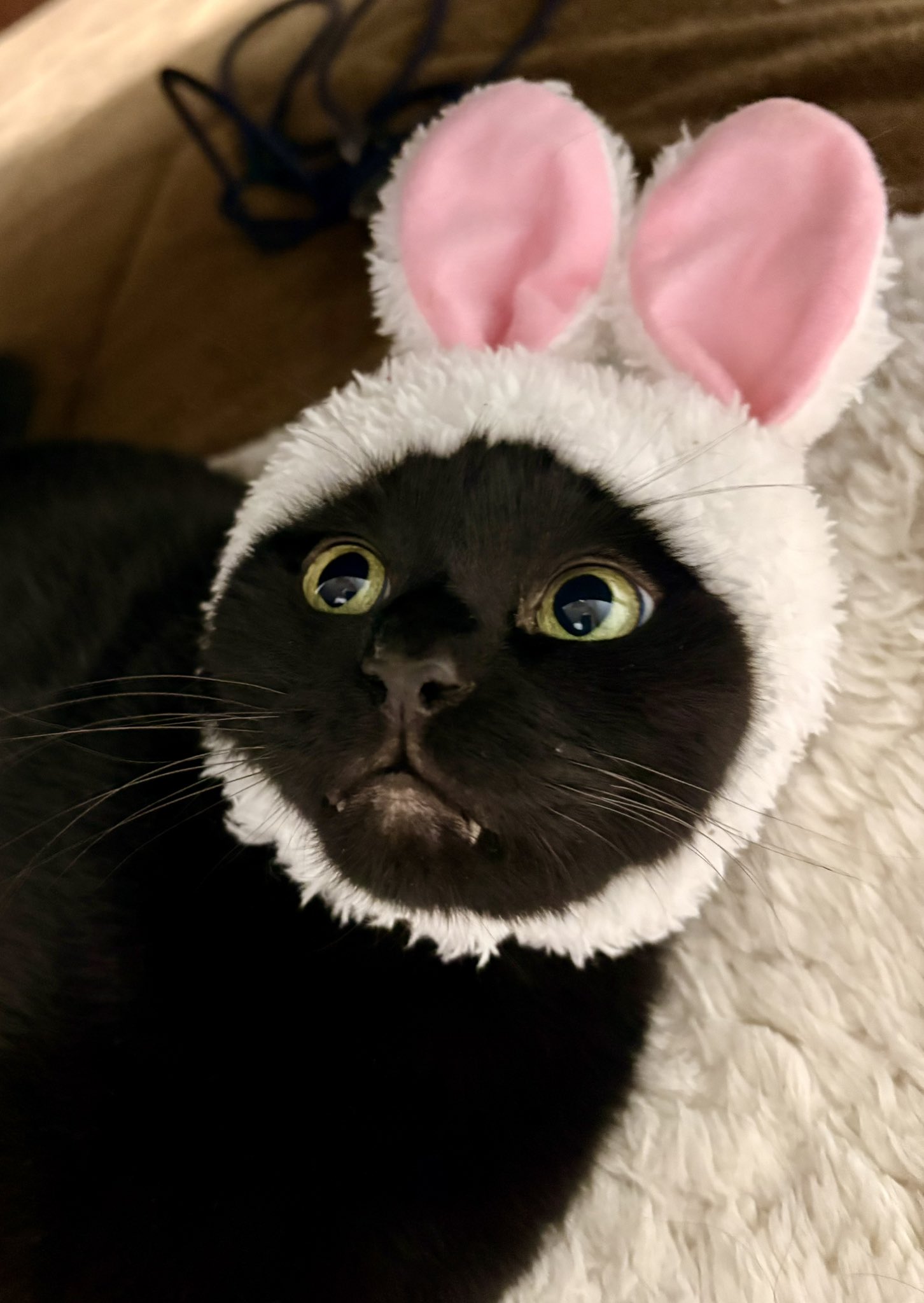 うさぎちゃん　ねこちゃん 贈っていただいたプレゼントを余すことなく堪能するうさぎと猫の