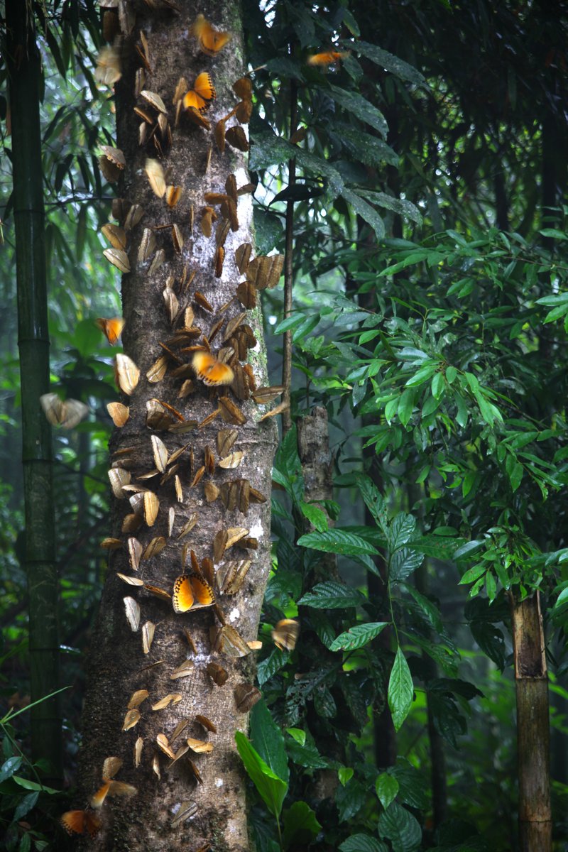 WorldofChinese's tweet image. Once a year, a butterfly explosion occurs in #Jinping Miao, Yao, and Dai Autonomous County's #ButterflyValley, in southern Yunnan. 🦋

 Over 100 million #butterflies emerge from their chrysalis, creating one of only two butterfly explosions in the world.   

But over-tourism…