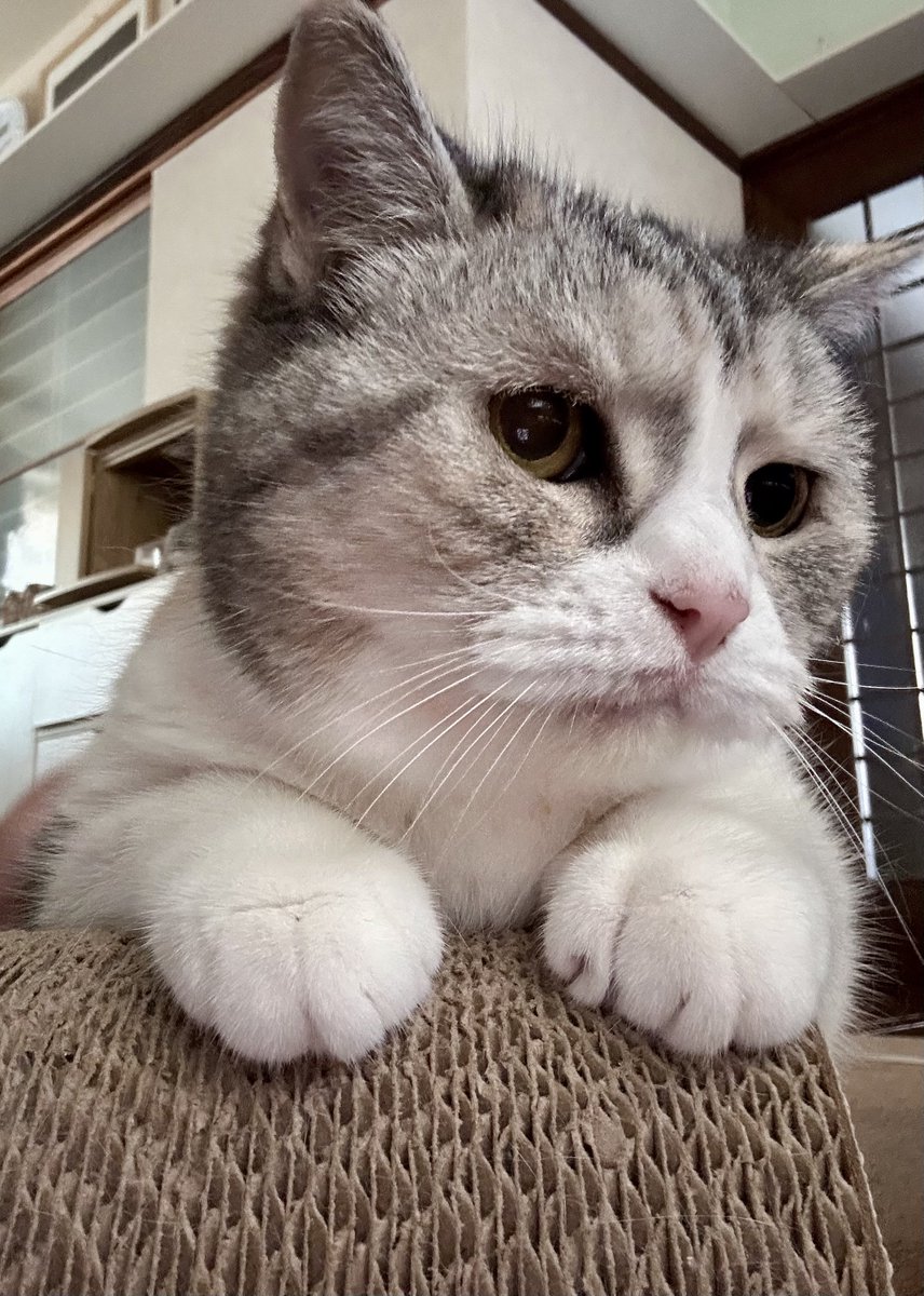 torofuu0311's tweet image. 薬を見て逃げたけど、頑張って飲んだよー！๑•̀ㅁ•́ฅ✧にゃ!
お詫びにトントンさせてるにゃ😾‼️
#猫がいる幸せ
#猫がいる暮らし
