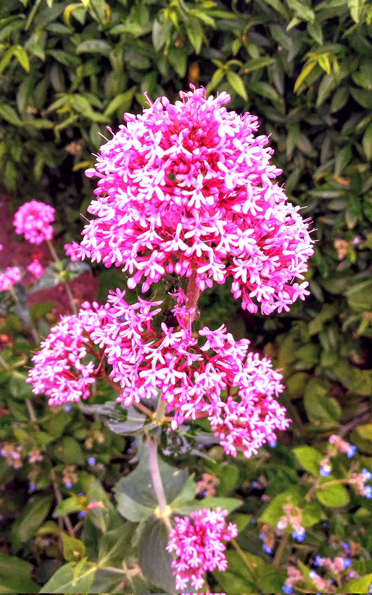 stevep1407's tweet image. Good morning, have a great week.

#MagentaMonday #flowers