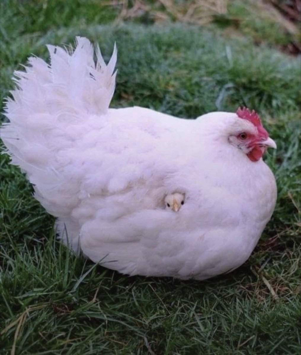 0xAzin's tweet image. GM GM @Aptos Collectives ☀️☕️
Happy Monday! 🐓😍♥️

Give me a GM and Let’s kick off the day with good vibes, high energy, and your seatbelt on ’cause it’s time to moooove! 🚀
