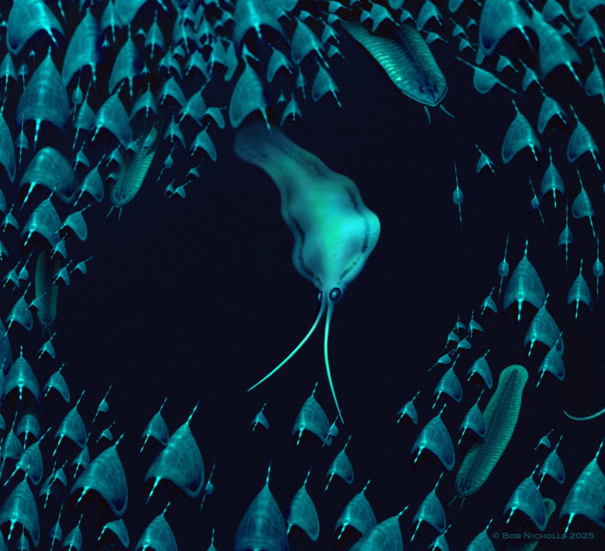 Science Magazine (@sciencemagazine) on Twitter photo During the Cambrian explosion, squid-shaped nectocaridids roamed the seas. Now, researchers in <a href="/ScienceAdvances/">Science Advances</a> have finally deduced where this long-extinct group lurks on the phylogenetic tree of life. scim.ag/4eZeN9b During the Cambrian explosion, squid-shaped nectocaridids roamed the seas. Now, researchers in <a href="/ScienceAdvances/">Science Advances</a> have finally deduced where this long-extinct group lurks on the phylogenetic tree of life. scim.ag/4eZeN9b