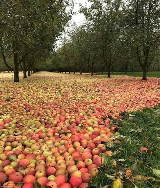 ABBOUD_LM's tweet image. قبل ثمان سنوات..
مزرعة تحولت إلى سجادة من التفاح بعد إعصار أوفيليا في إيرلندا..
...
