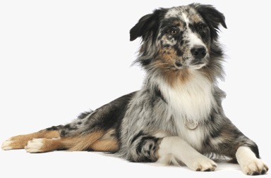 WackyPug_in's tweet image. #Wackypug #Dog #Puppy #Doglover #DogIndia