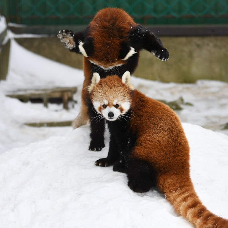 HourlyWah's tweet image. [🔗](api.tinyfox.dev/hourly/wahs/ph…)