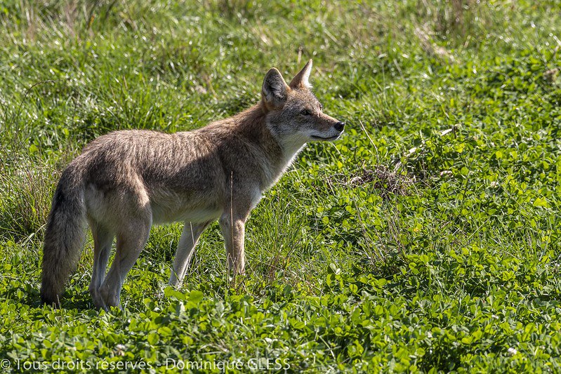 HourlyYote's tweet image. [🔗](api.tinyfox.dev/hourly/yotes/5…)