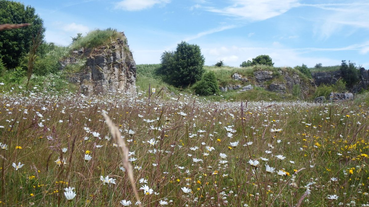 On #WorldNatureConservationDay we’re proud of how Hoe Grange Quarry has gone from limestone quarry to wildlife haven 🦋🌱

Together with <a href="/savebutterflies/">Butterfly Conservation 🦋</a> &amp; @DerbyshireWT we’re protecting nature for future generations
#ConservationInAction #HoeGrange