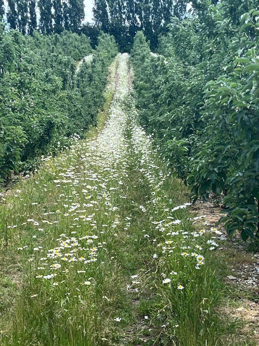 Wildflowers in orchard alleyways = a haven for bees, butterflies &amp; more 🐝🌸

On #WorldWildlifeDay, we’re proud to show how British apple and pear growers are boosting biodiversity while growing top-quality fruit 🍎

#OrchardWatch #BritishApples #BackBritishFarming