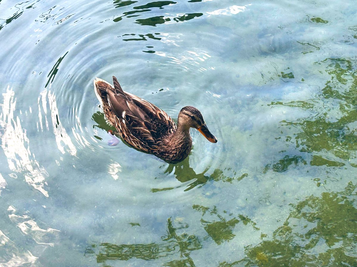 #BonDia #Lleida #loriu x sobre…🪷