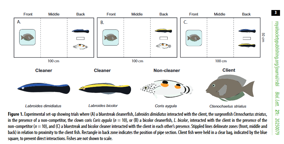 MonashBiol's tweet image. Rohan Brooker and co-authors find the ability of cleanerfish to adjust their activity in response to competition underscores the role of behaviour in maintaining cleaning networks on coral reefs. royalsocietypublishing.org/doi/10.1098/rs… @BBM_Wong