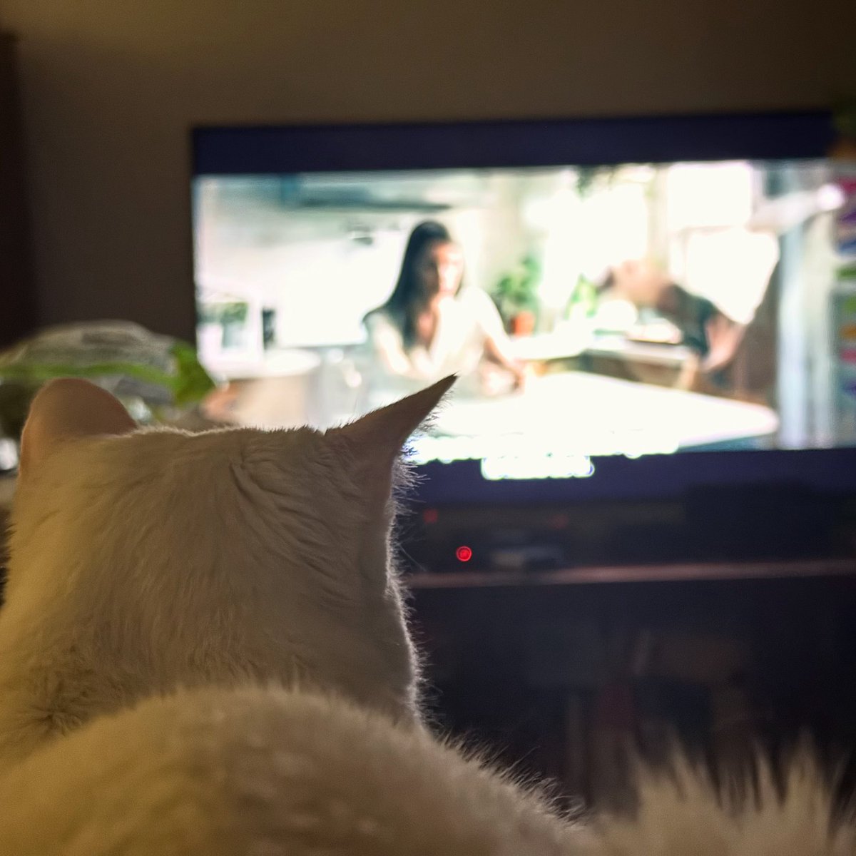 Y con todo y los cientos de evidencias, mucha gente no me cree que a mí gata le gusta ver pelis de terror y paw patrol.