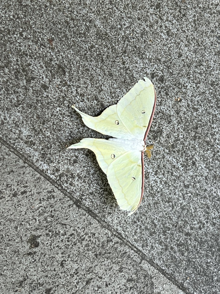 qramo's tweet image. 立派な蛾
夏休み感ある #今日の東大クエスト #UTokyoToday