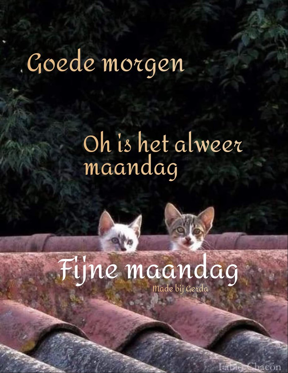 Goeiemorgen ☕ lieve mensen ✨
Het is alweer maandag vandaag 😉
Fijne dag vandaag 🍀