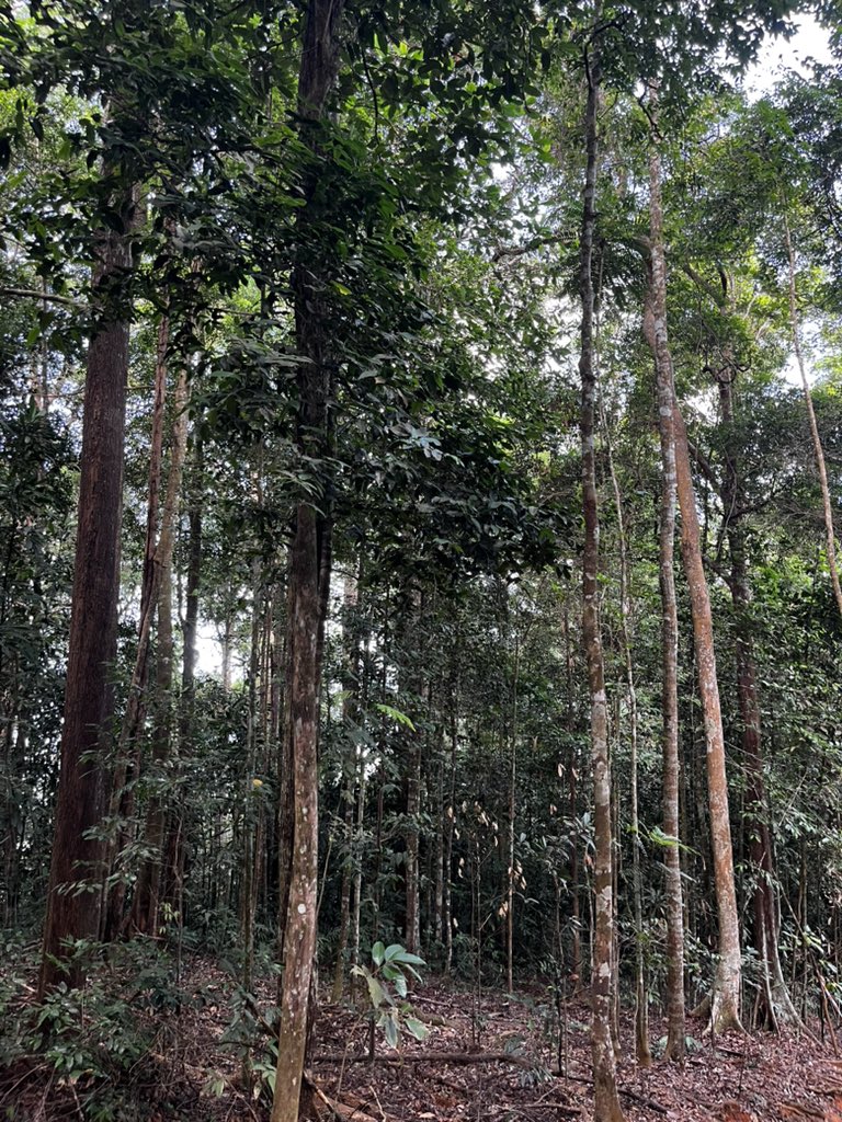 AZRILROZALI's tweet image. Ada ni, Hiking sat