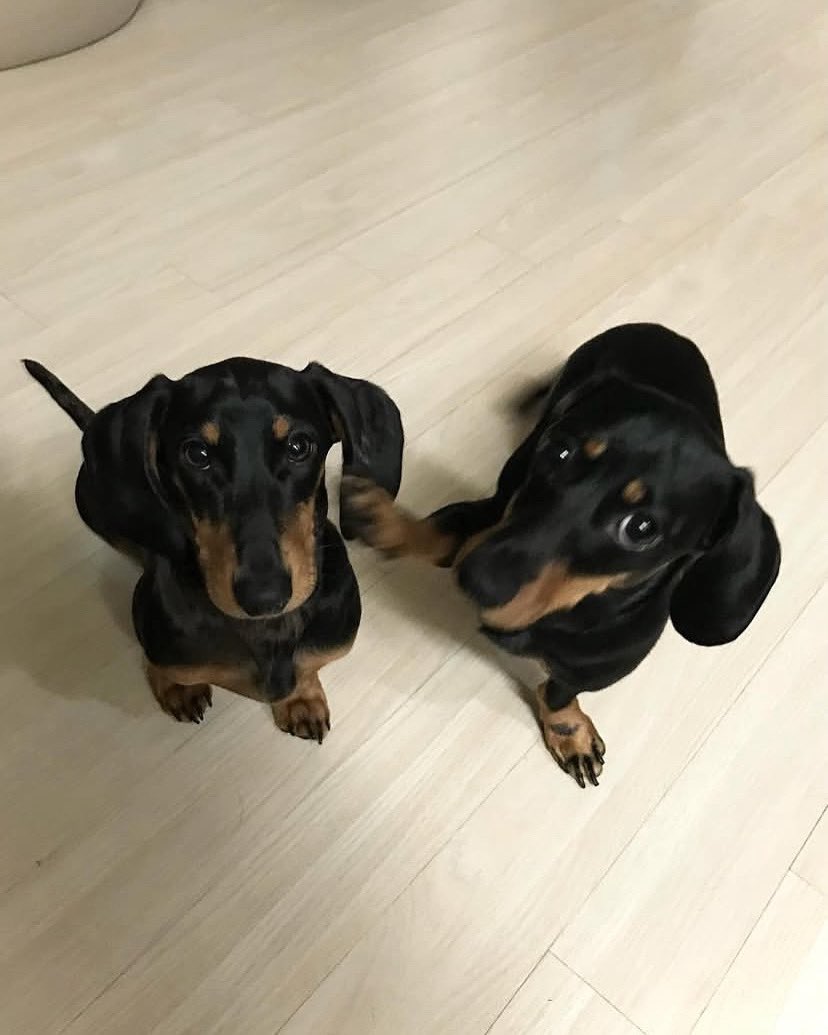 dachshund_usa21's tweet image. Great photography 
#Dachshunds