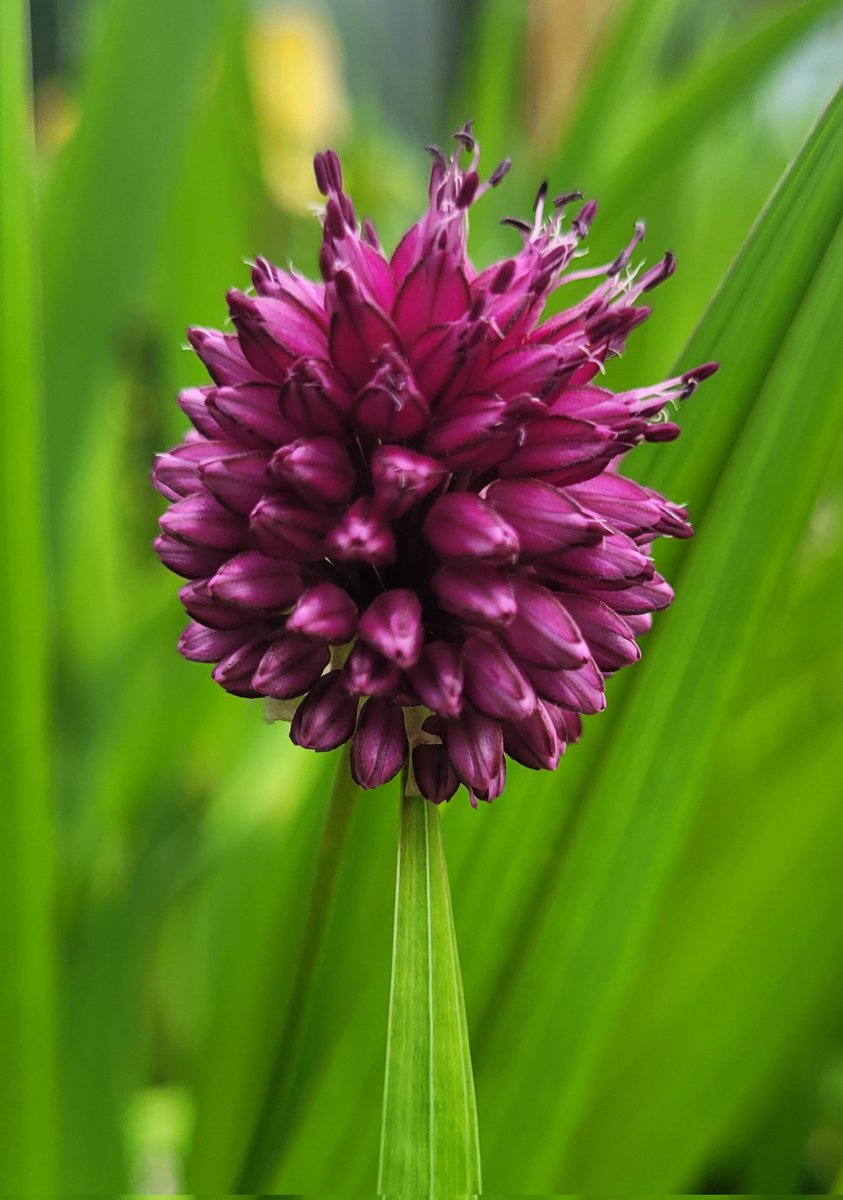 SkyDiaryScot's tweet image. Happy Monday everyone!
From the garden, for today's #MagentaMonday
