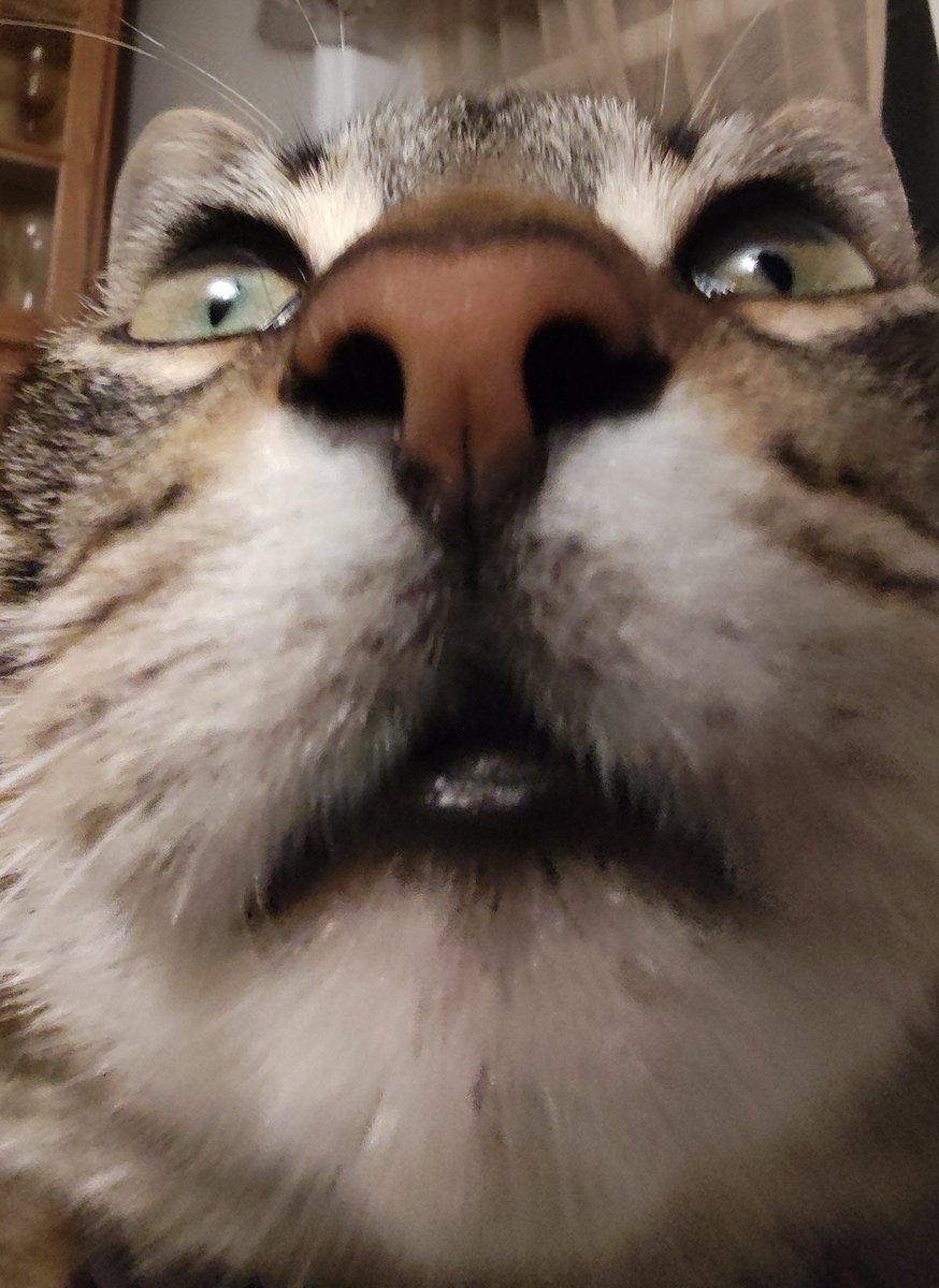 MoonShark4's tweet image. It knows something humanity doesn&apos;t