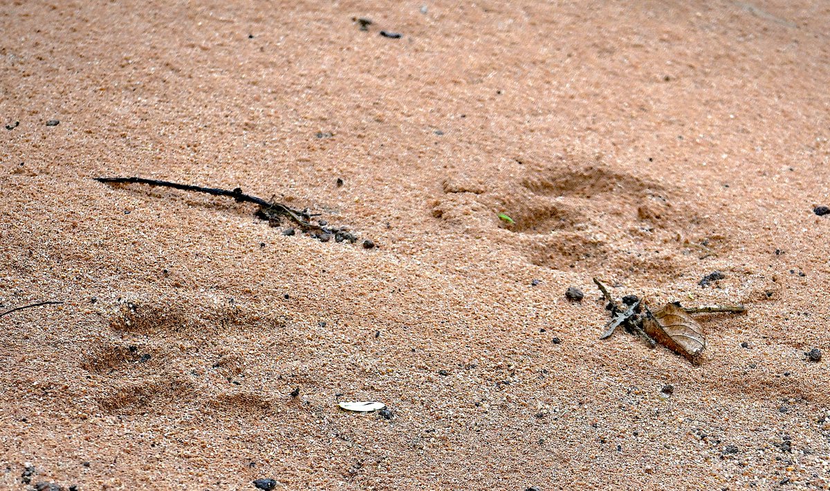 I was looking for a quote to go with this photograph of pug marks that I clicked in Tadoba Andhari Tiger Reserve recently but chanced upon American author Kenneth Blanchard's quote about #Gratitude : Catch people doing something right. Then tell everyone about it.