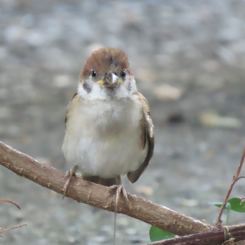 easteaglechun3's tweet image. 今朝の天使
#ちゅん活 #すずめ #bird