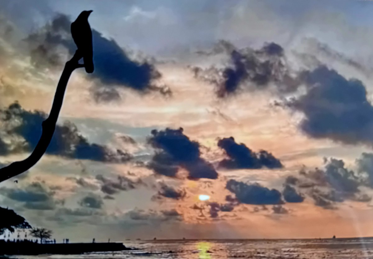 LordBriRobert1's tweet image. A heavy shower of rain breaks the monotony of the endless panorama of slate grey skies.
High summer in Cumberland😏.
A Keralan sunset, instead.
Say what you like about DJT.
He takes no prisoners & suffers no fools.
Von der Leyen had a face like a bulldog chewing a wasp!
Morning;