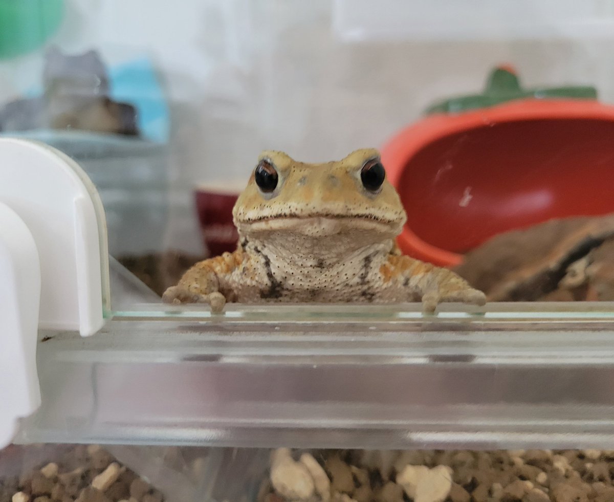 uparupamaru's tweet image. 納豆ご飯食べてたら
しろまるがこれ