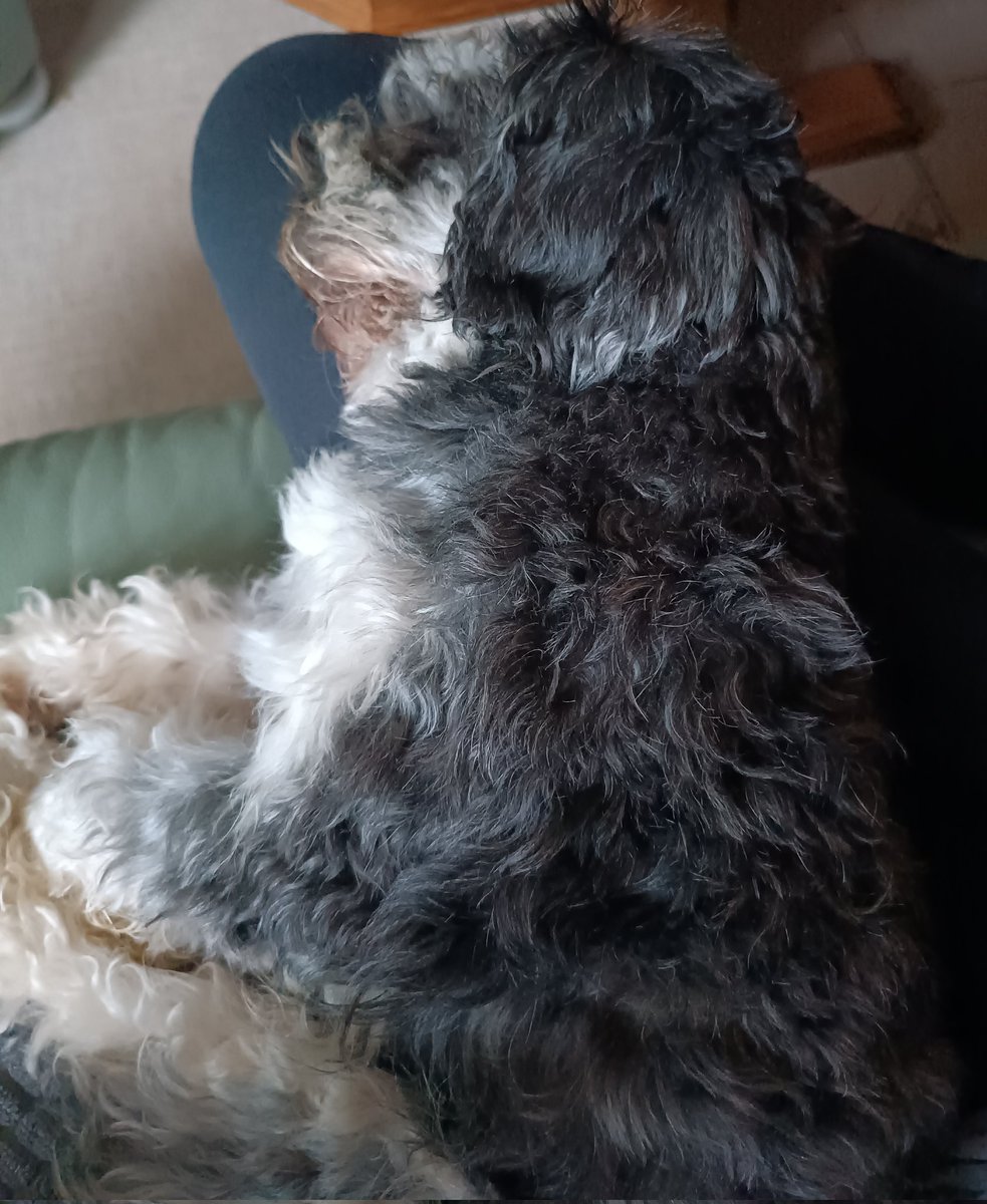 ch3laal's tweet image. Morgenhund hat Fell am Mund