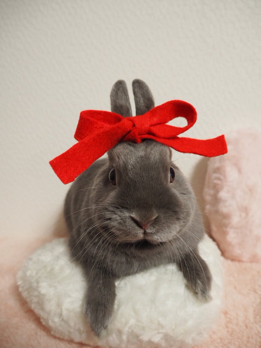 RabbitHSunny's tweet image. #上手いとか下手とかそういうのは関係なく自分が気に入っている写真を１枚選ぶ

若かりし、らいぞうくん