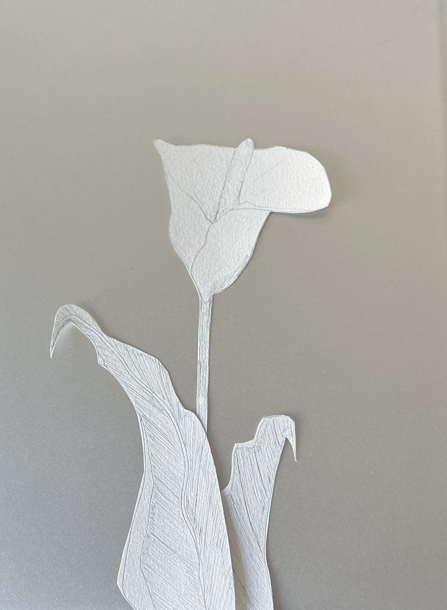 Egglike08Tf's tweet image. #花好きな人と繋がりたい 

カラー/花言葉　華麗なる美

結婚式やプロポーズで使われる花だそう
です。
カラーの筒状の形が好きです。