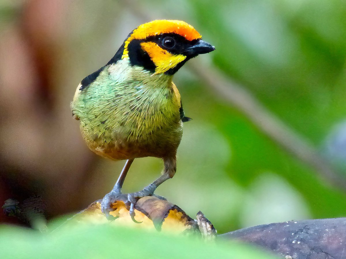 TomCadwallender's tweet image. Flame-faced Tanager in Ecuador on this day in 2014