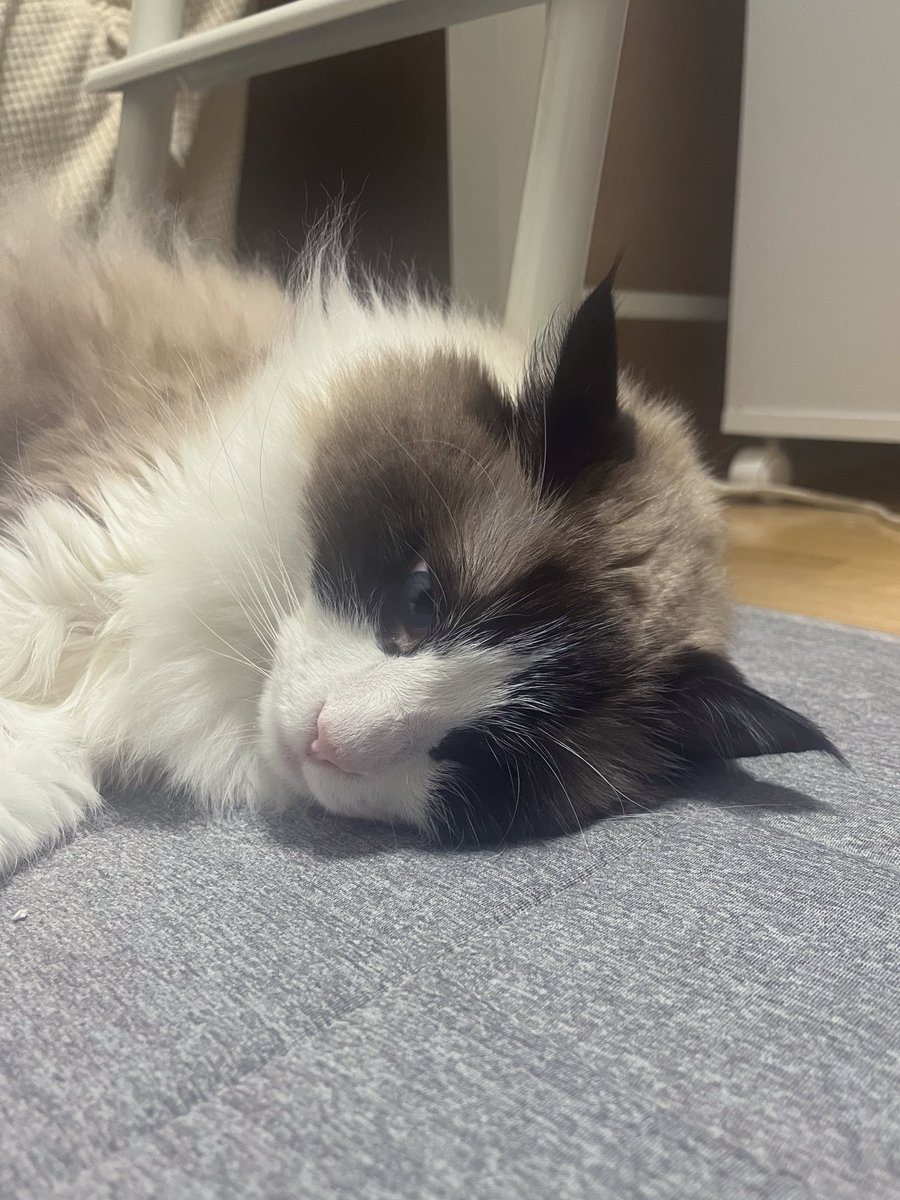 RENkon_eko's tweet image. 昨日私に飛びかかってきたやんちゃキャットはイカ耳状態でふて寝してました