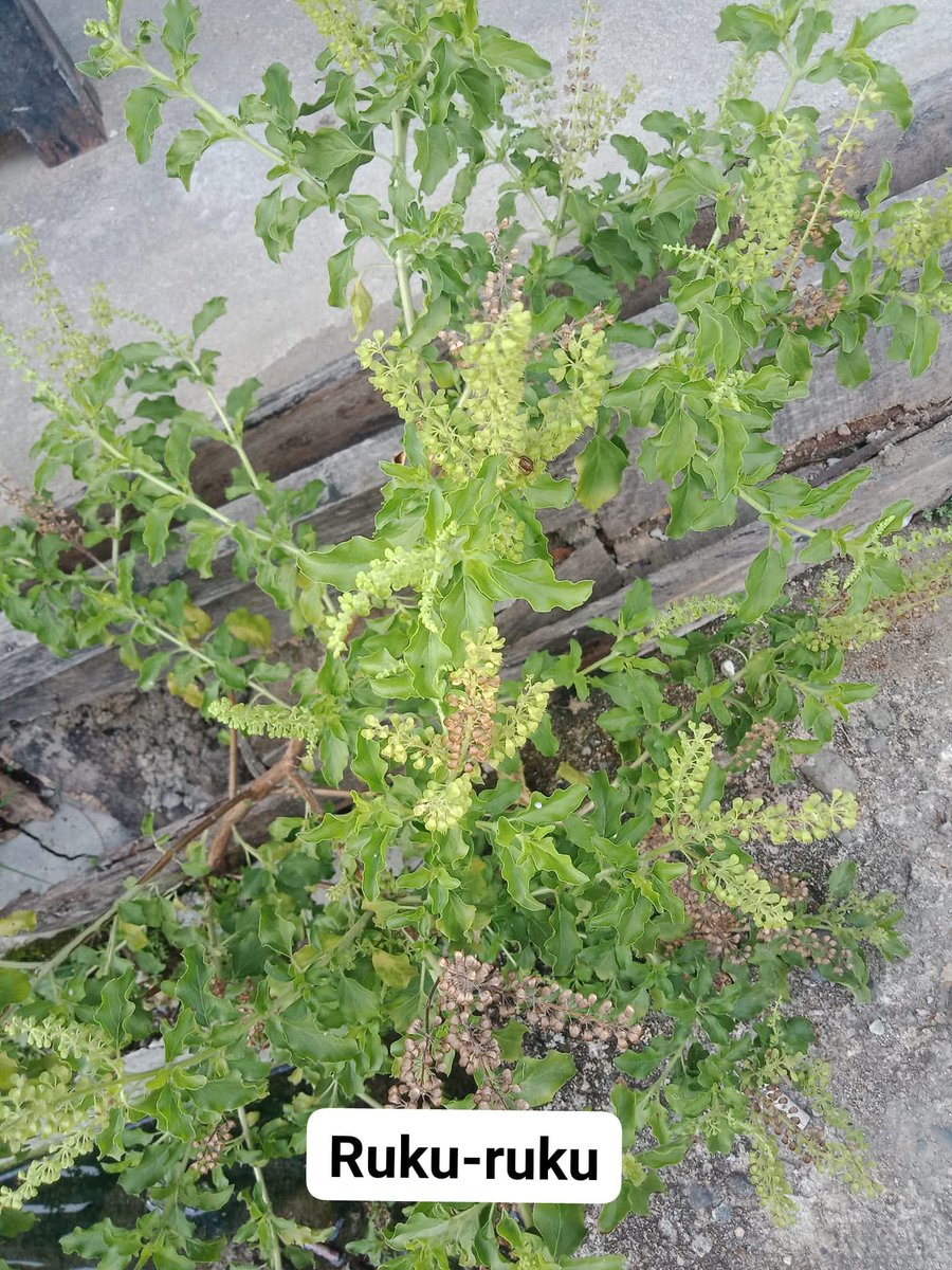 Ketiga Tanaman Ini Terlihat Sama Tapi Berbeda

1. Kemangi (Ocimum × africanum)

Ciri khas:
Daunnya kecil, halus, dan berwarna hijau cerah.
Aroma wangi khas, agak citrus dan segar.
Batangnya lunak.
Bunga berwarna putih kehijauan.