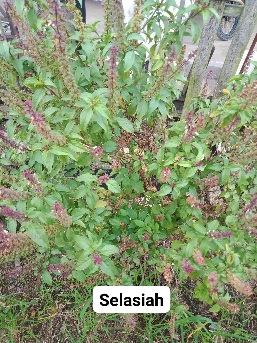 Excel_Dee's tweet photo. Ketiga Tanaman Ini Terlihat Sama Tapi Berbeda

1. Kemangi (Ocimum × africanum)

Ciri khas:
Daunnya kecil, halus, dan berwarna hijau cerah.
Aroma wangi khas, agak citrus dan segar.
Batangnya lunak.
Bunga berwarna putih kehijauan. https://t.co/MigLkRMVjg