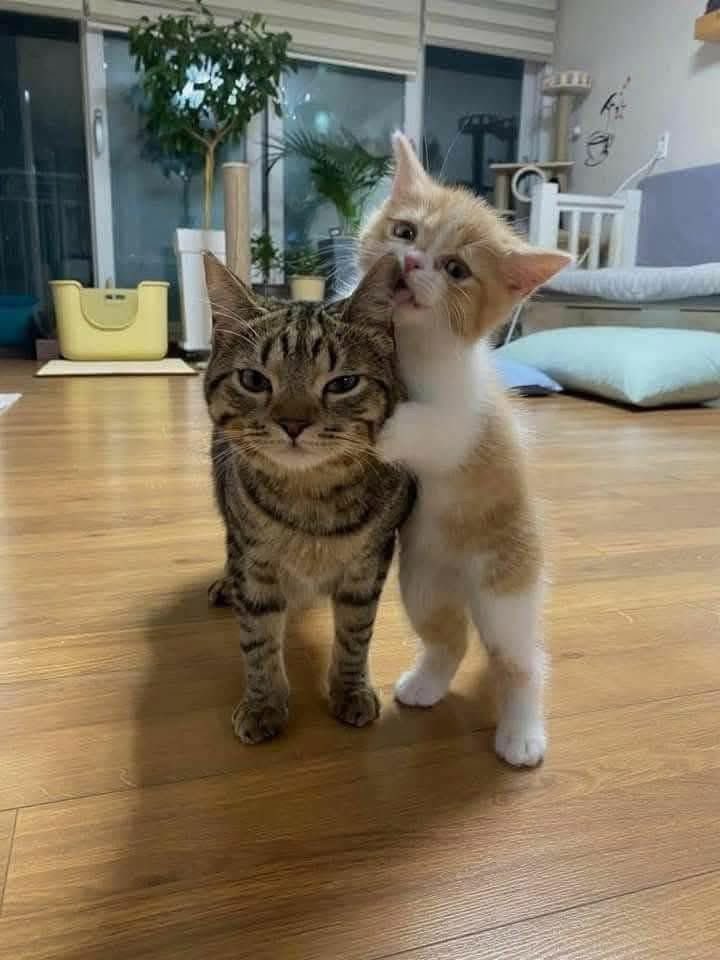 Life with a Cat tweet media