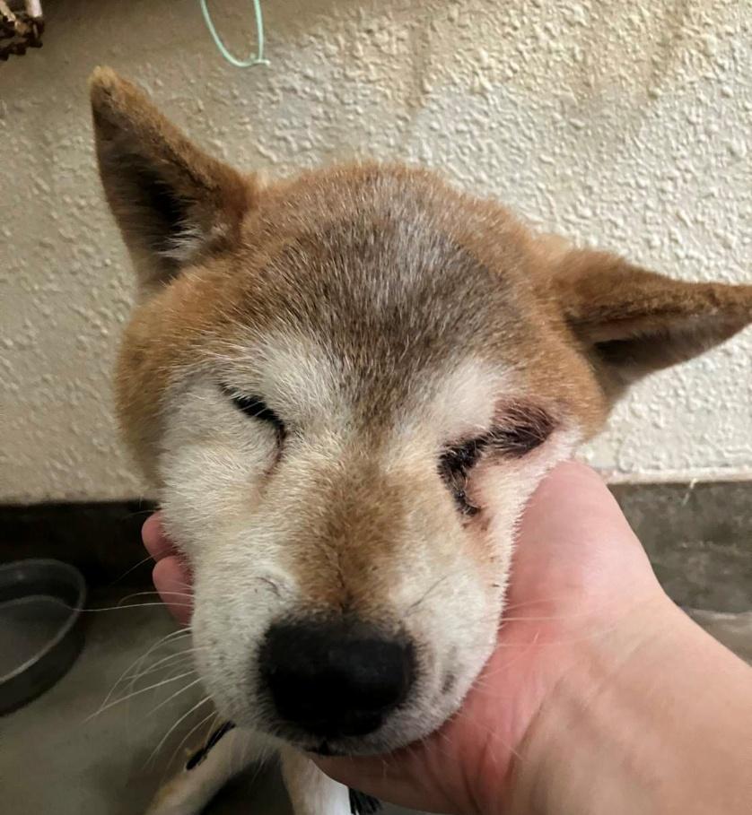 HachinoheCity's tweet photo. 八戸市保健所で、飼い主さんのお迎えを待っている犬さんがいます。

7月25日に南郷大字市野沢字市野沢で保護されたオス犬です。

飼い主さんのお迎えをお待ちしています。  

https://t.co/pbPNhKstcd
※リンク先ページは随時最新の迷子動物さんの情報に更新されます。

#迷い犬 #迷子動物 #八戸市 https://t.co/kvFL2PWfL9
